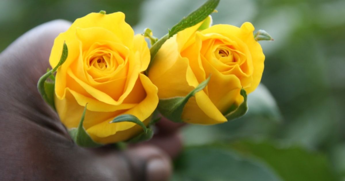 Basanti yellow rose for summer- on Thursd 