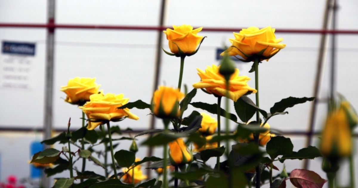 Basanti yellow roses- on Thursd 