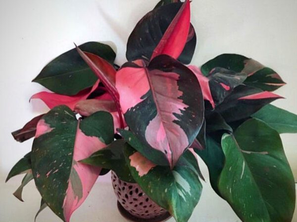 Max Snier - blogger on Thursd - Top 10 Most Wanted Rare Houseplants - Philodendron Pink Princess
