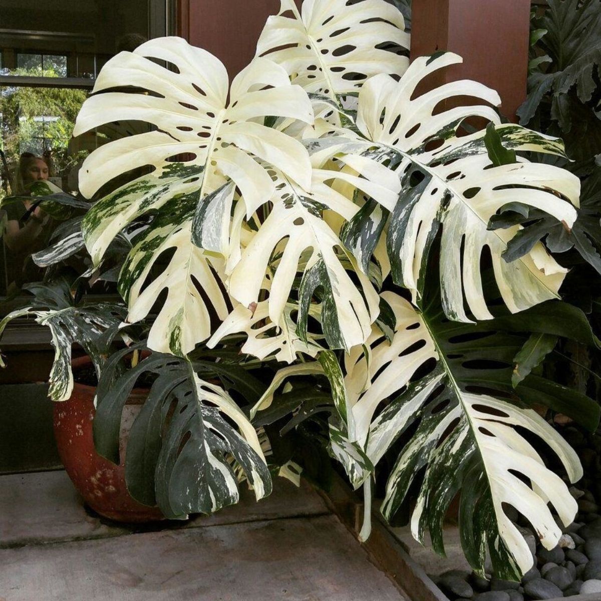 Facebook Groups for Florists Monstera variegated - Expensive Houseplant