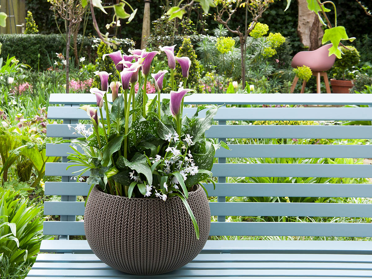 Simply Calla Summery Plant Calla Picasso and Calla Apricot Beauty on Thursd