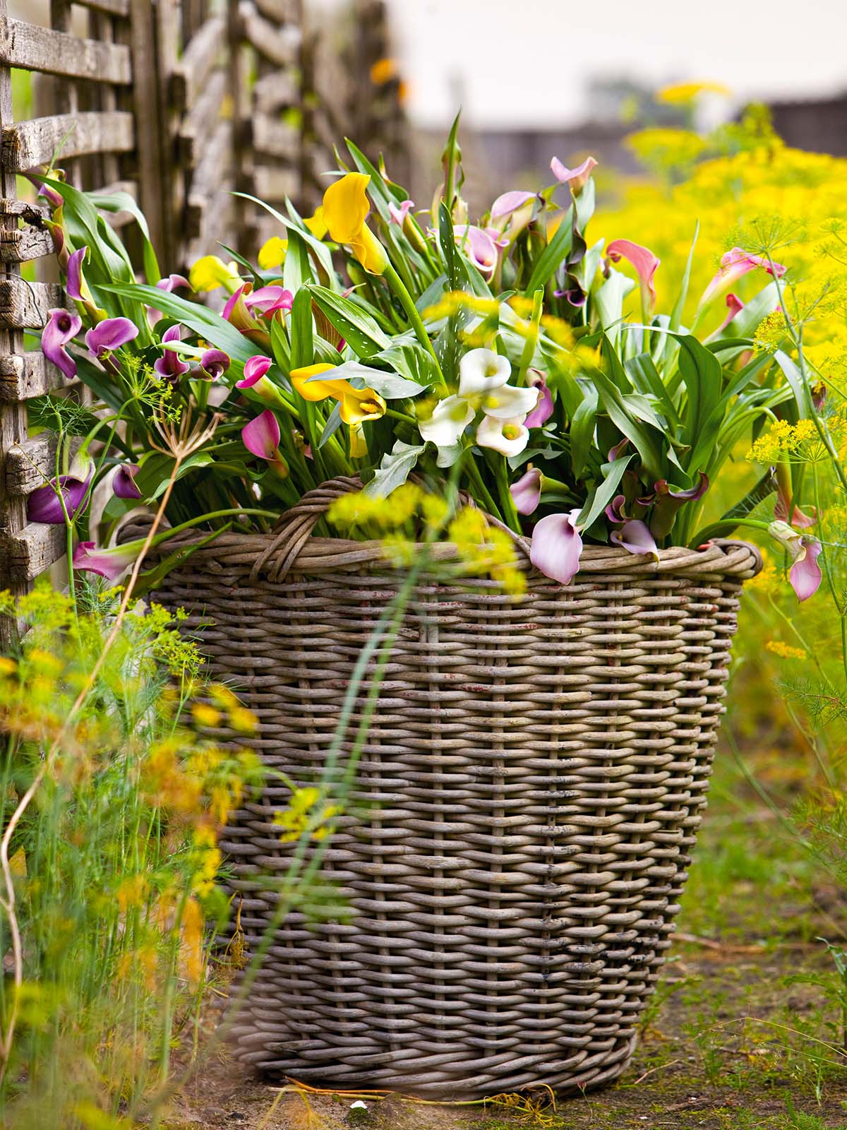 Simply Calla Summery Plant Zantedeschia Wooden basket mix on Thursd