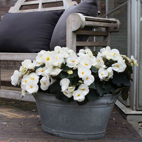 Begonia Sunny White