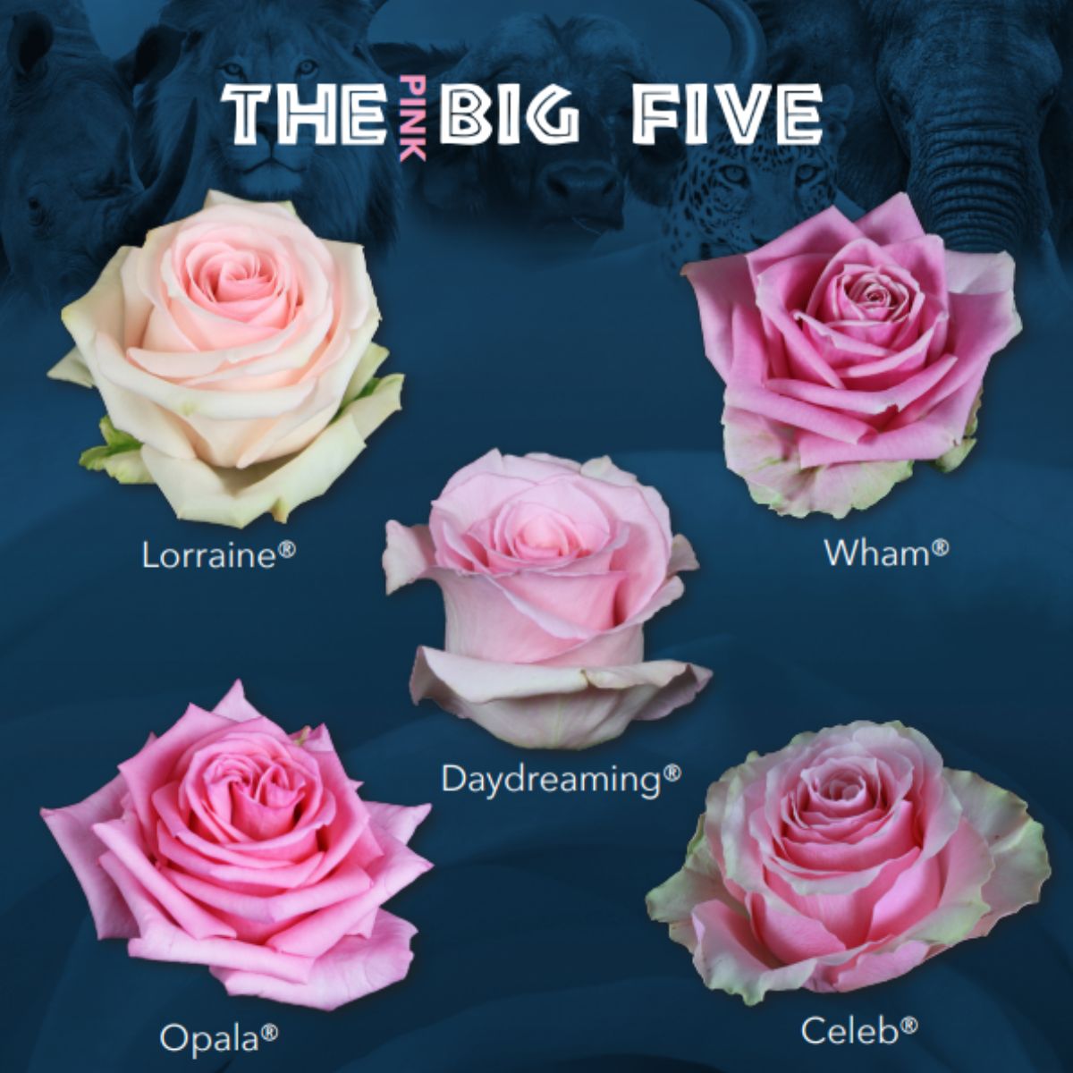 The Big Five Rose Edition - Part 2 - Pink Roses - Article on Thursd