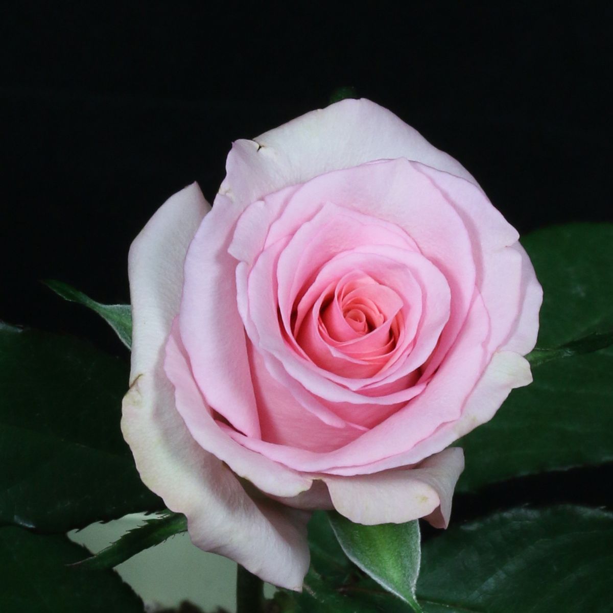 Pink Petal Roses