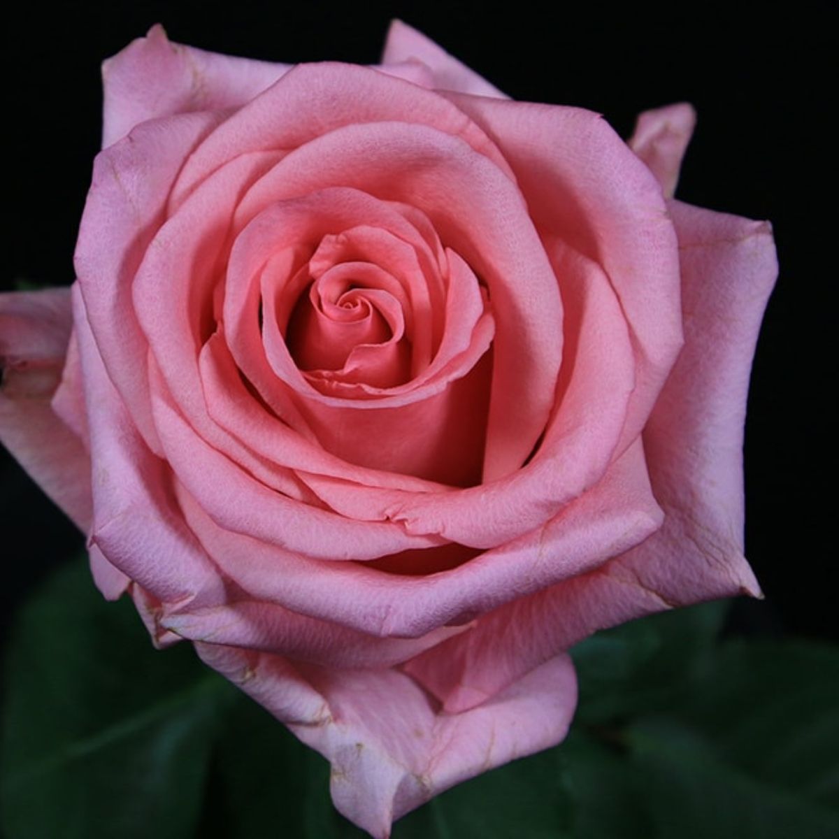 Hollywood Pink Cluster Rose (Rosa × noisettiana variety