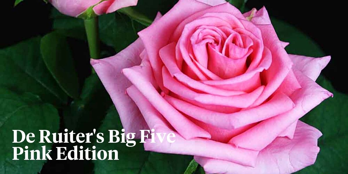 De Ruiter's Big FIve Pink Edition Header-on Thursd