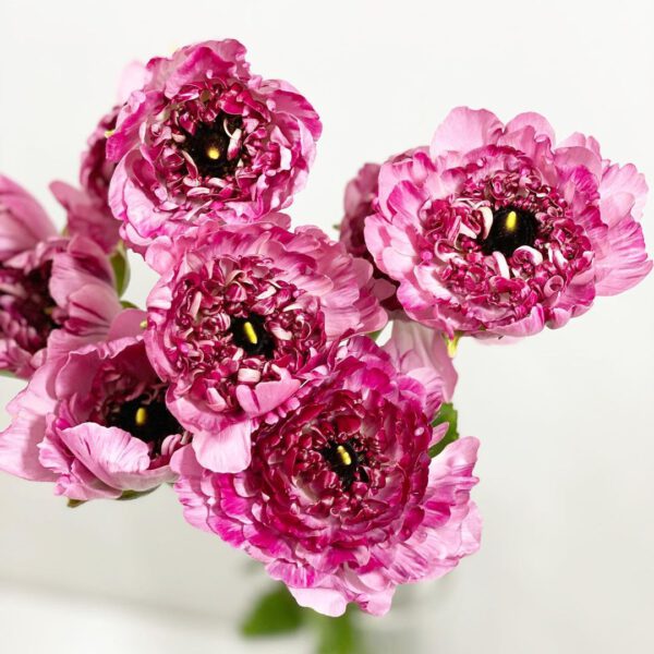 Your Favorite Japanese Ranunculus Charlotte - on thursd -jpec2012