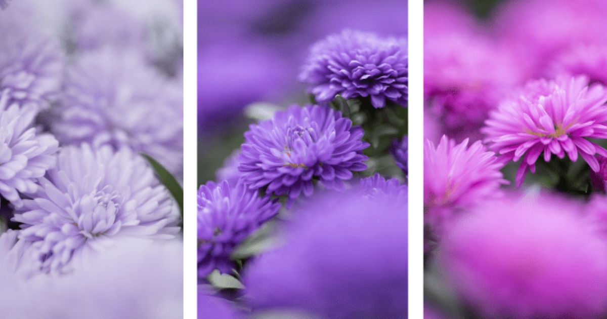 Royal Van Zanten's Showmaker Asters- on Thursd