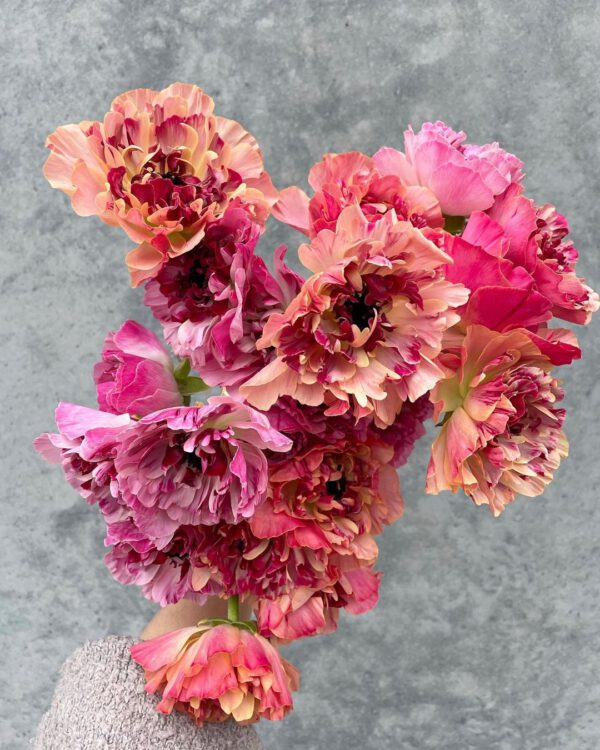 Your Favorite Japanese Ranunculus Charlotte - on thursd - haley nicole floral