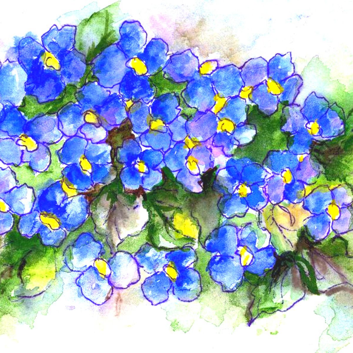Blue Violets- on Thursd 