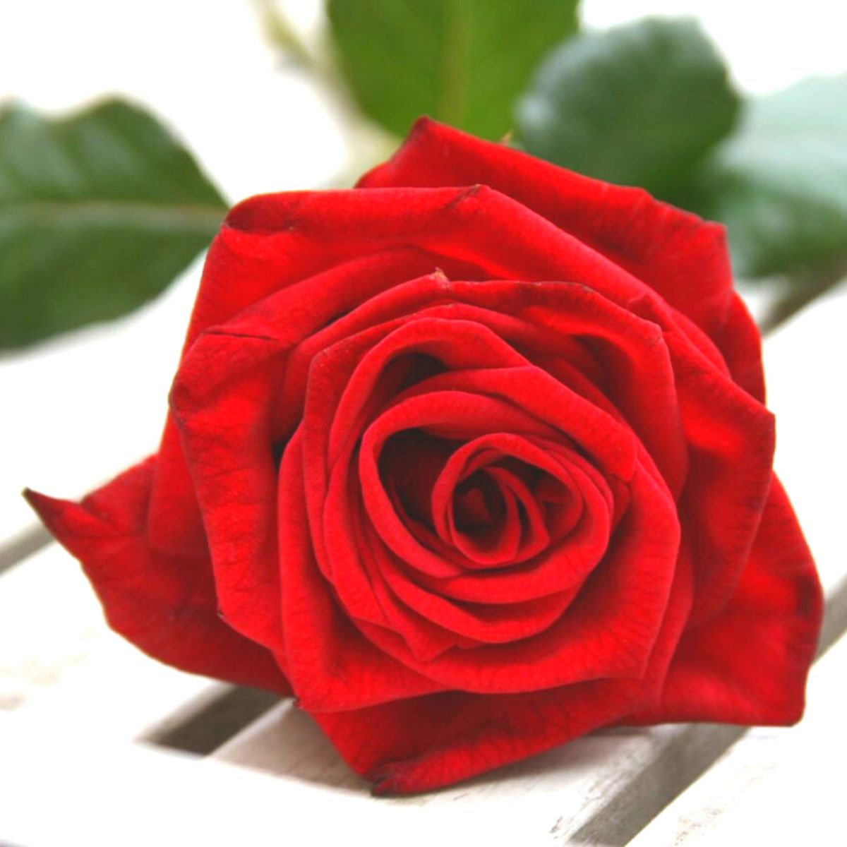 The Origin of 'Roses Red Violets Are Blue' Poem - Article on