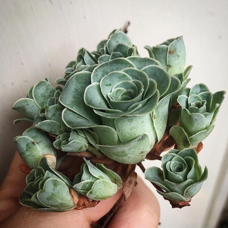 Succulents that look like roses on Thursd