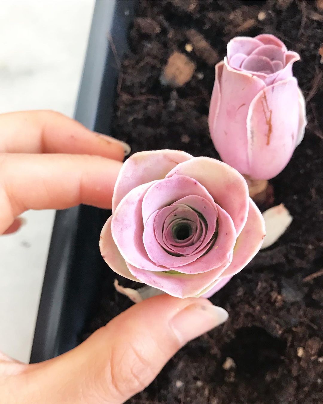 Succulents looking like pink roses - on Thursd