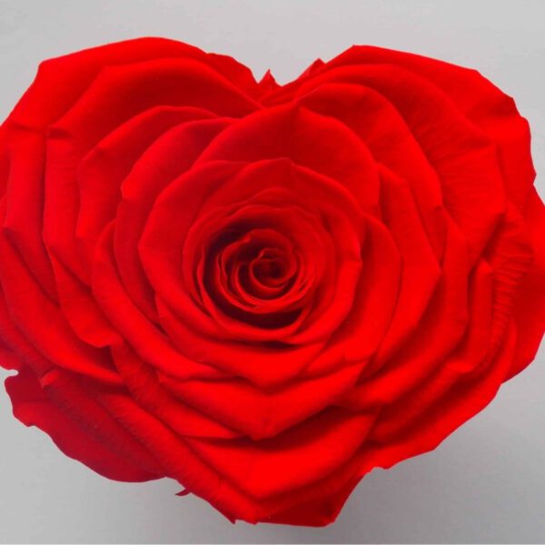 The Ultimate Demonstration of Love - Naranjo Roses - Blog on Thursd (7)