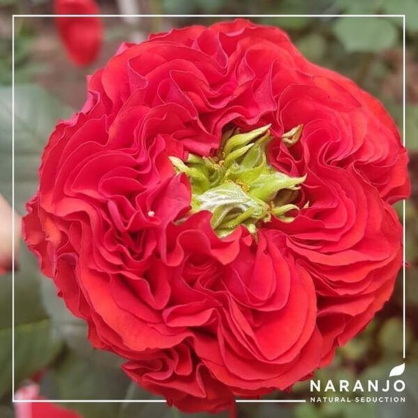 The Ultimate Demonstration of Love - Naranjo Roses - Blog on Thursd (4)
