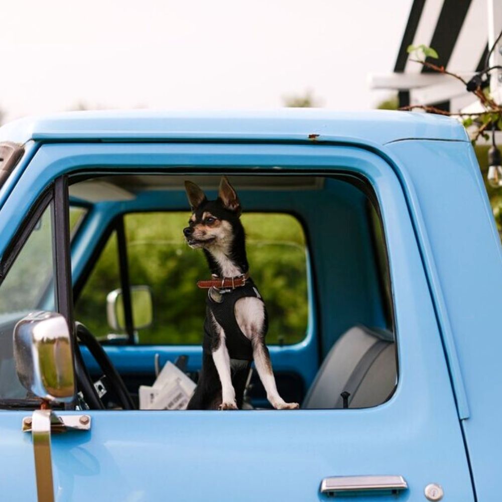 Dog hanging outside a car window
