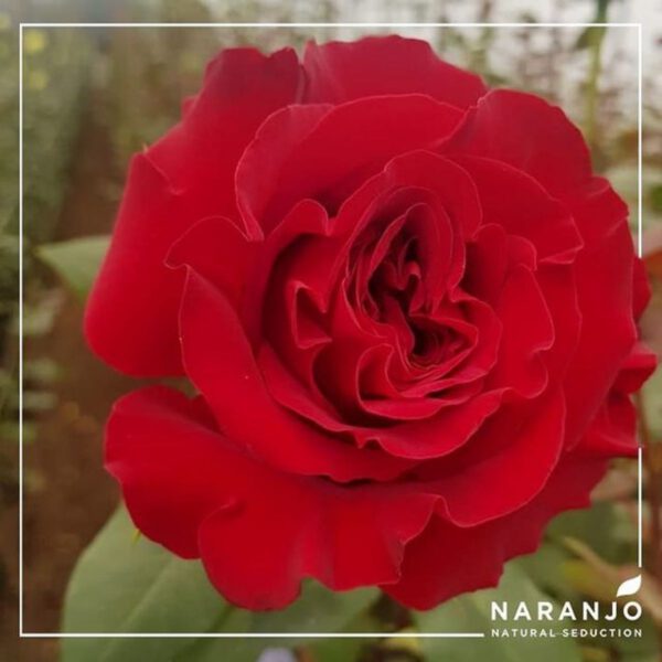 The Ultimate Demonstration of Love - Naranjo Roses - Blog on Thursd (5)