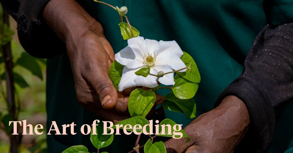 The art of breeding clematis-  on Thursd - Header