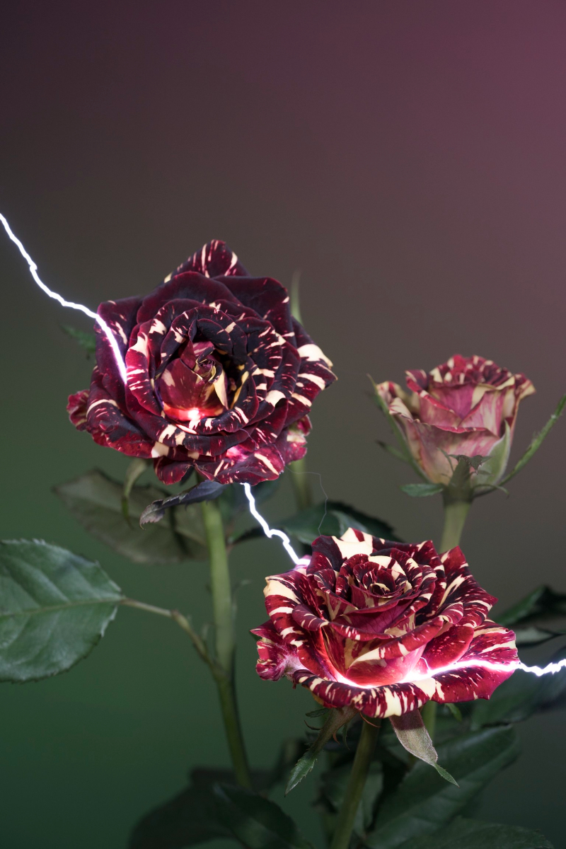 Hu Weiyi Lights Up Flowers With Electricity Electrically Charged Roses