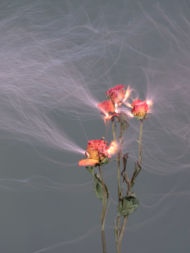 Hu Weiyi Lights Up Flowers With Electricity the tentacles project