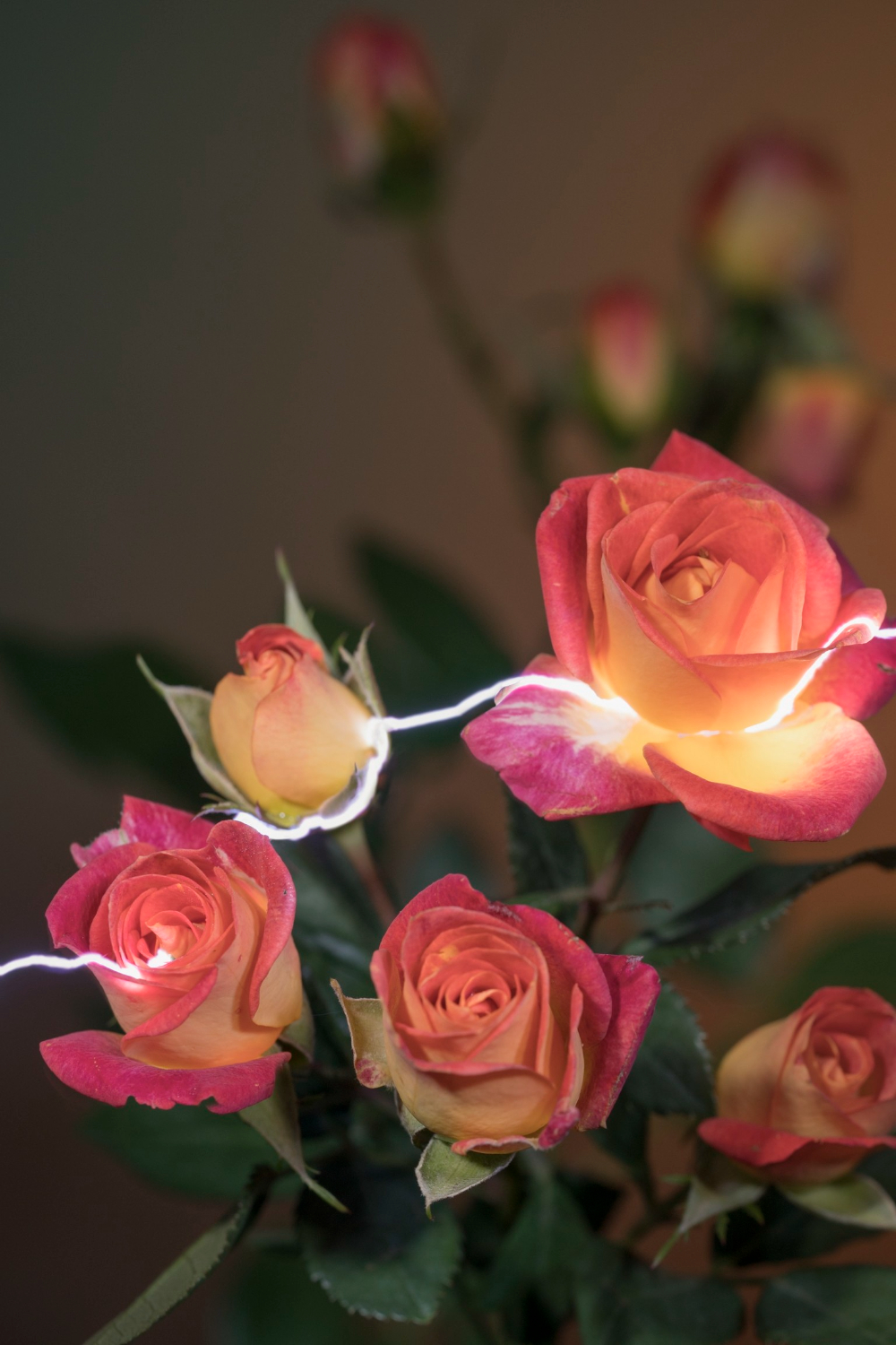 Hu Weiyi Lights Up Flowers With Electricity Electrically charged roses by Hu Weiyi