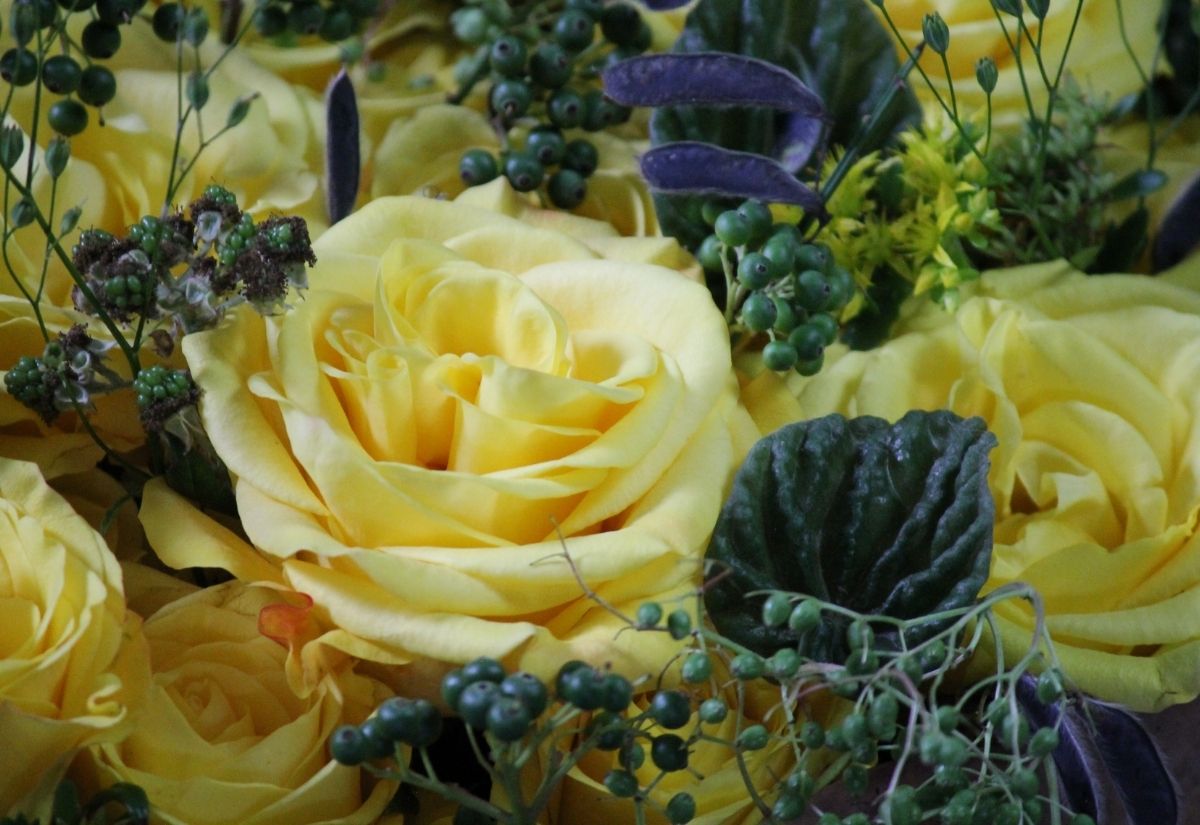  Yellow Rose Basanti for International Day of Friendship
