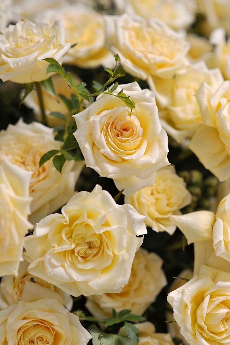 Cream Roses