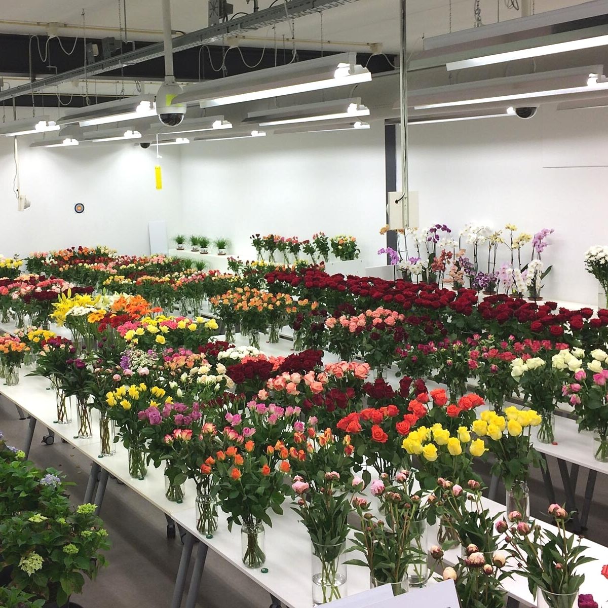 Supply Chain in the Floral Industry Featured- on Thursd 