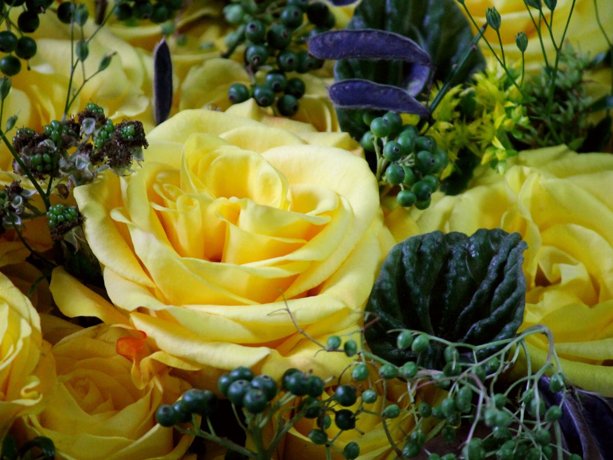 Rose Basanti - A yellow De Ruiter rose