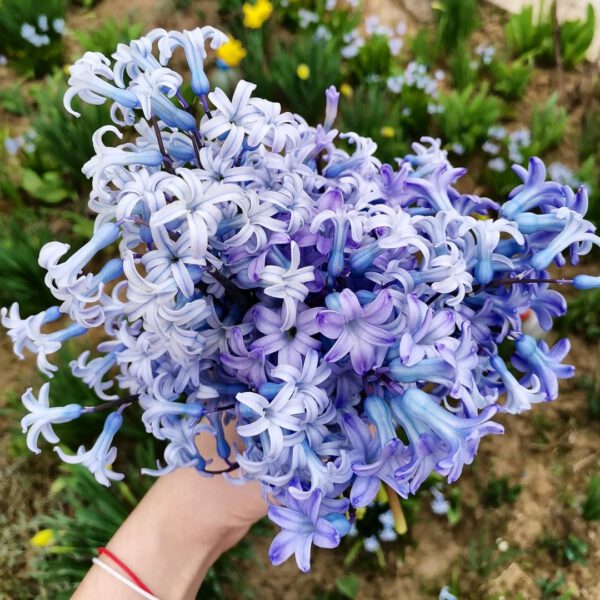 The Colorful Hyacinth and Its Rich Backstory Growing Hyacinths