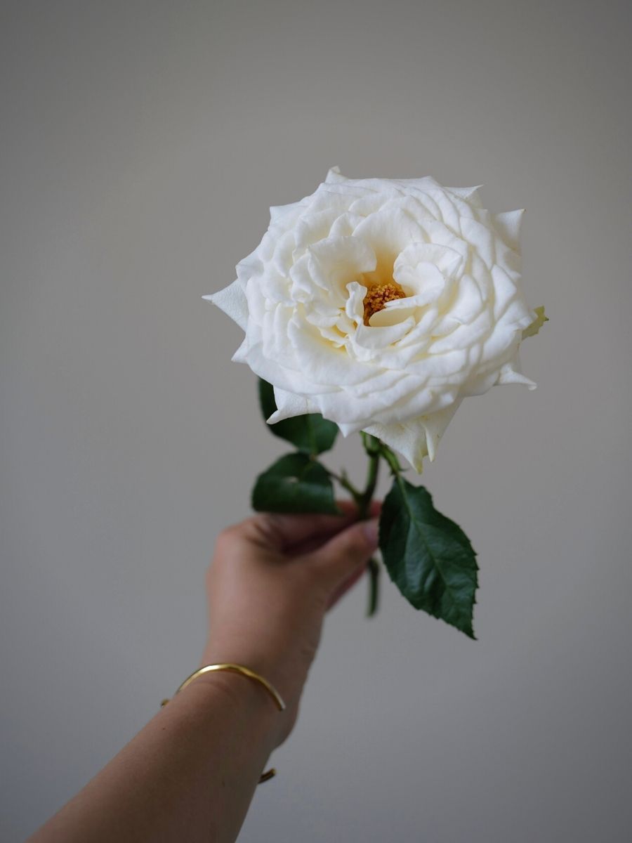 Rose Cream Sorbet with open bloom