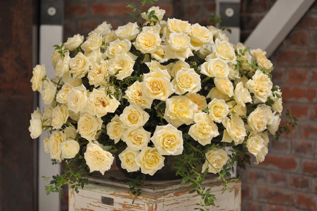Cream Sorbet Roses