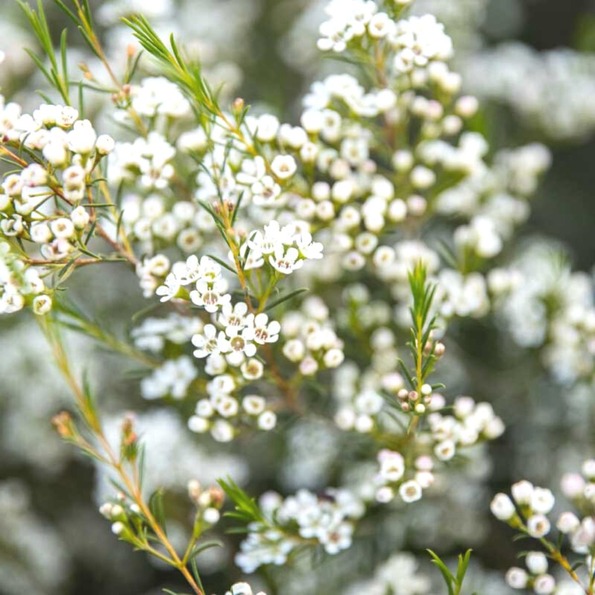 Zuluflora Ofir Wax Flower- on Thursd 