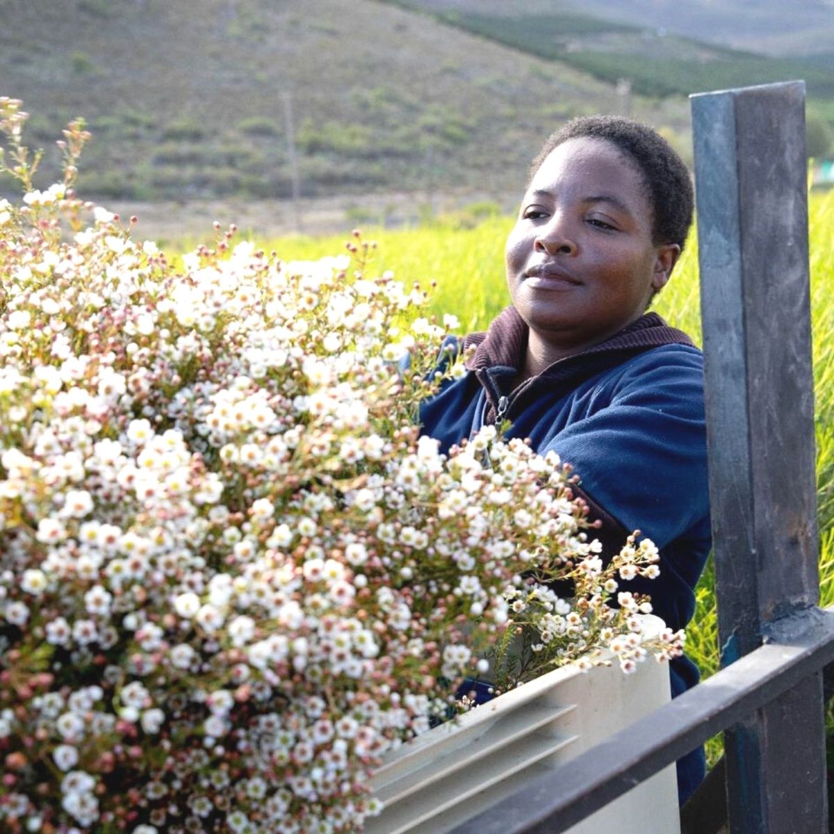 Zuluflora High Quality Wax Flowers on Thursd 