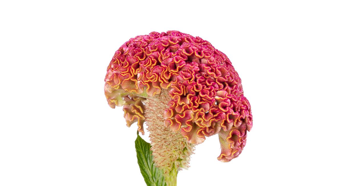 discover-the-complete-range-of-celosia-by-evanthia-featured