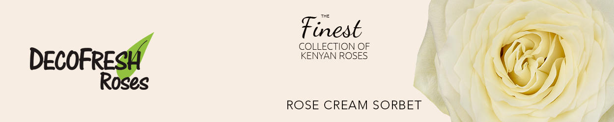 Rose Cream Sorbet Banner on Thursd