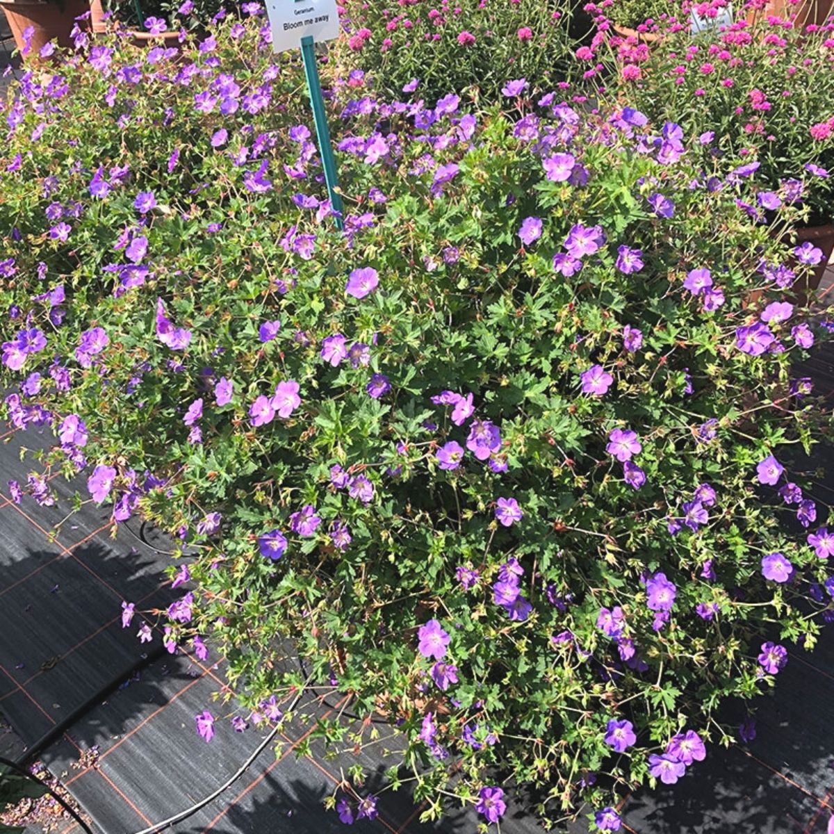 Geranium Bloom Me Away Perfect Summer Flower- on Thursd 