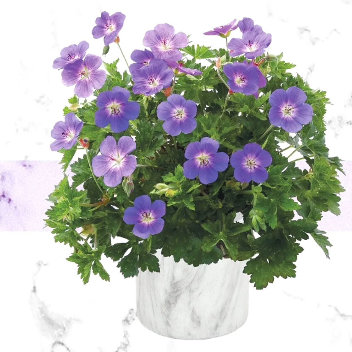 geranium-bloom-me-away-is-the-summer-flower-that-is-blooming-and-impressing-at-first-sight-featured