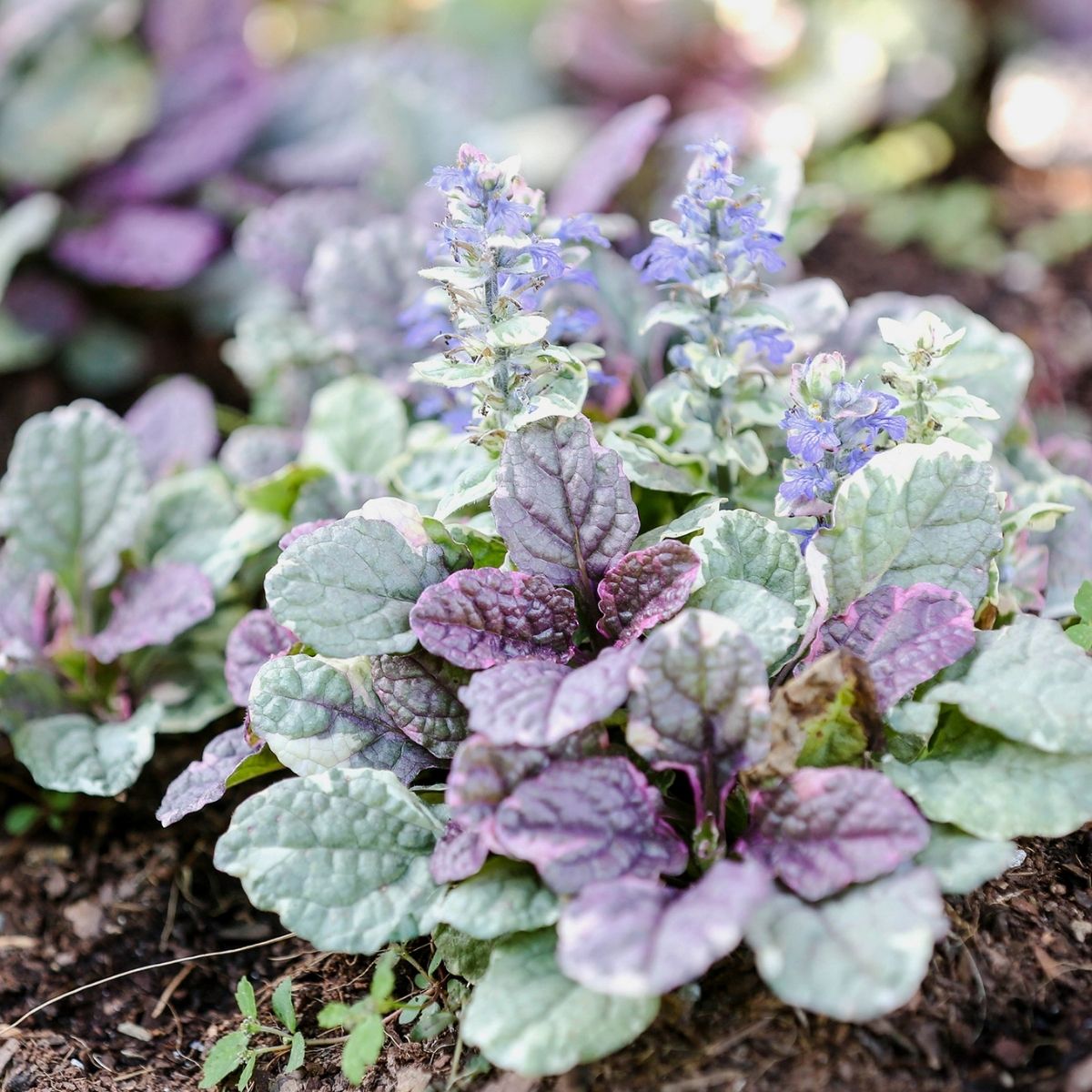 Ajuga plant for Mother's Day