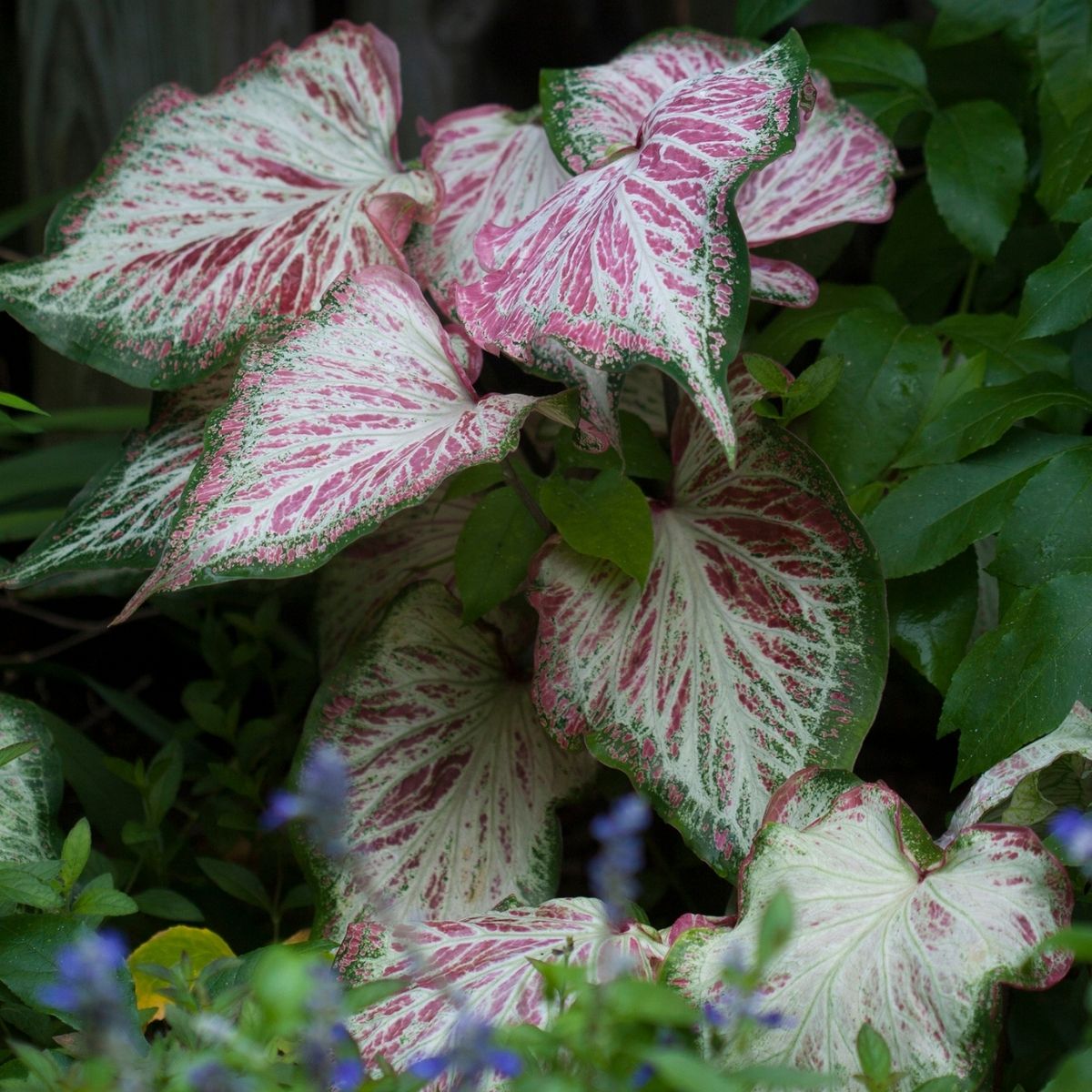 Caladium impossible to kill outdoor plant - on Thursd  (1)