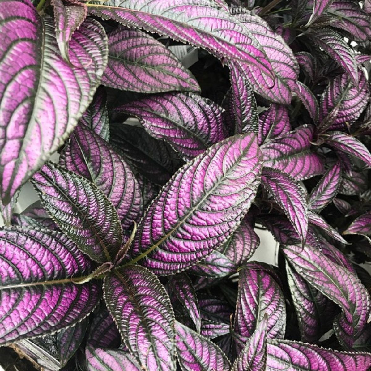 Persian Shield impossible to kill outdoor plant - on Thursd 