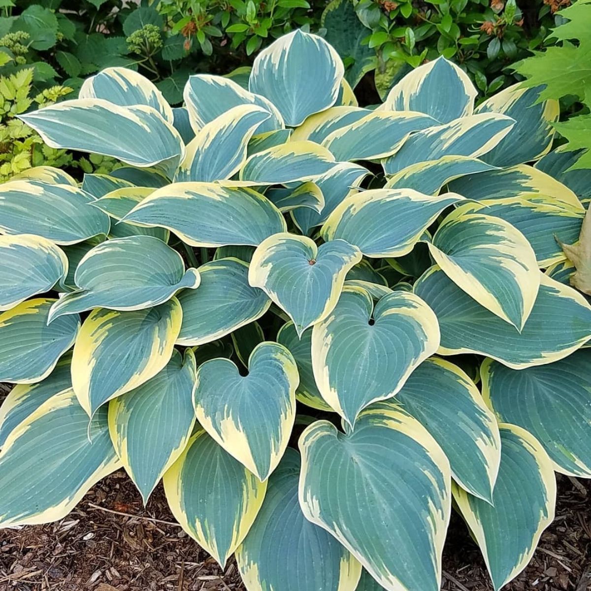 Hosta First Frost impossible to kill outdoor plant - on Thursd 