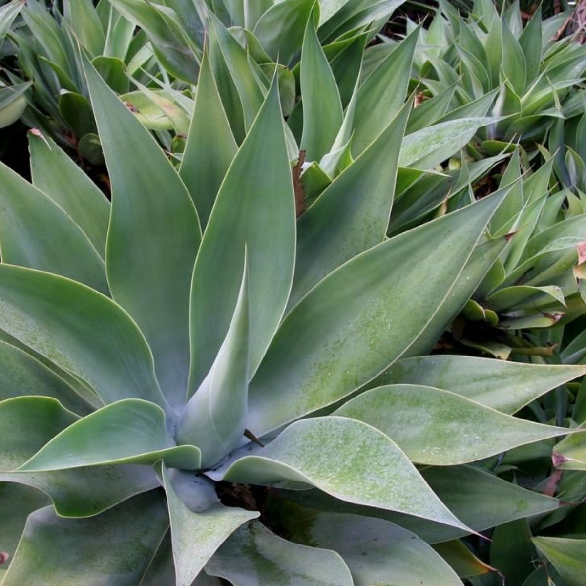 Impossible to kill outdoor plant Agave Attenuata- on Thursd 