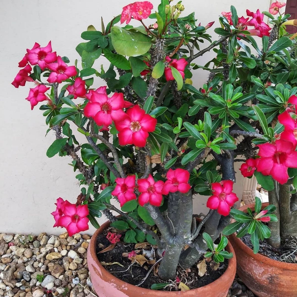 Impossible to kill outdoor plant Desert Rose- on Thursd 