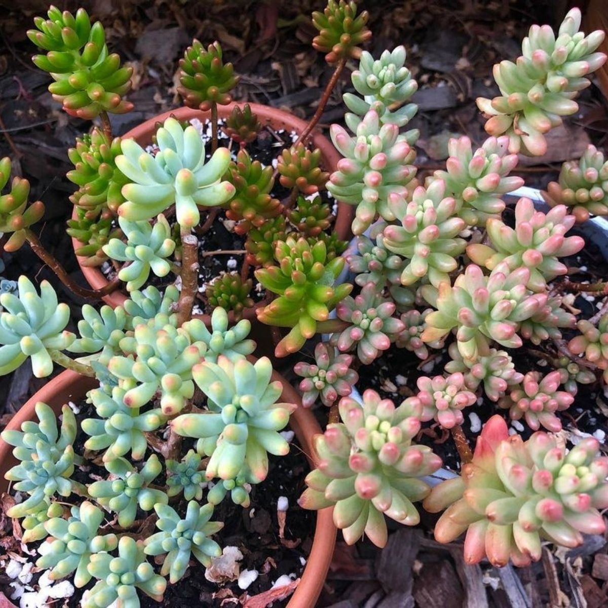 Impossible to kill outdoor plant Sedum- on Thursd 