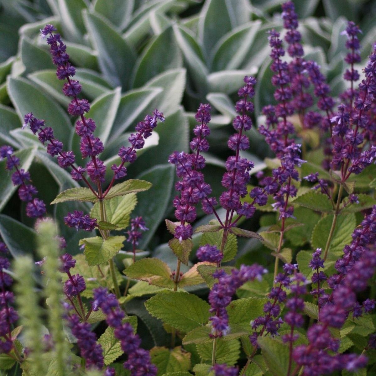 Purple Rain plant- on Thursd 