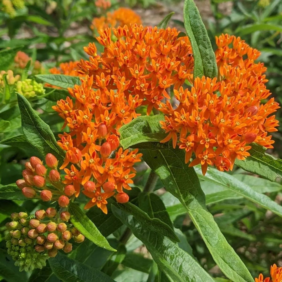 Butterfly Weed- on Thursd 