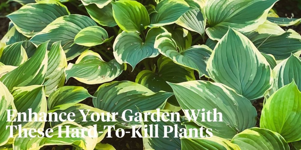 10 Impossible-To-Kill Outdoor Plants You’ll Want to Have In Your Garde...