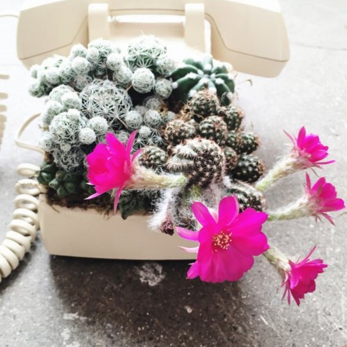 OPAL design and nature pink cacti- on Thursd 